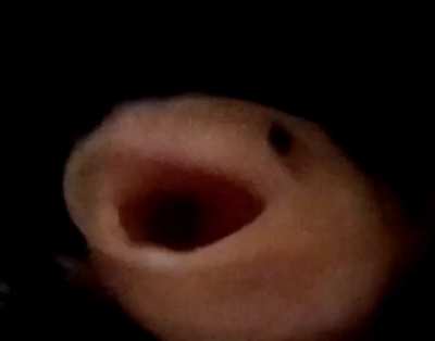 poglotl