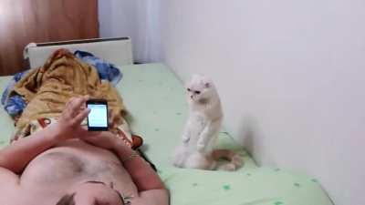 MEOW_IRL