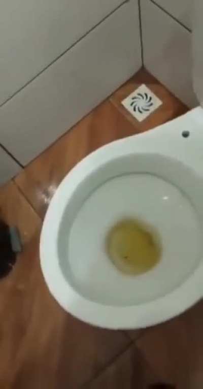 "This is the bathroom on the farm, look what happens when you flush the flush"