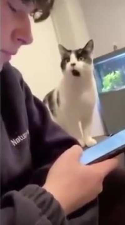 Yawning Cat ?