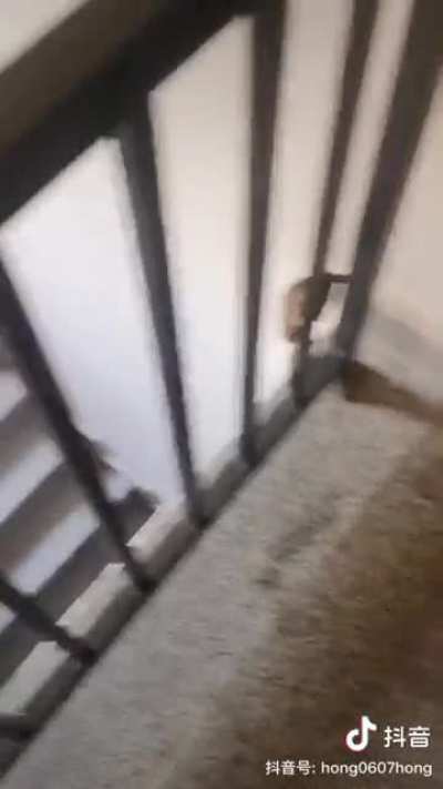 鼠人急了