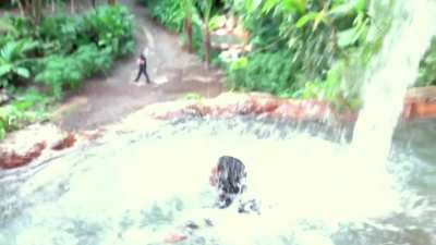 Huge ass jumping in water slo-mo