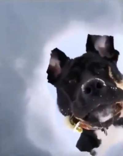 Footage of a rescue dog saving a skier after an avalanche