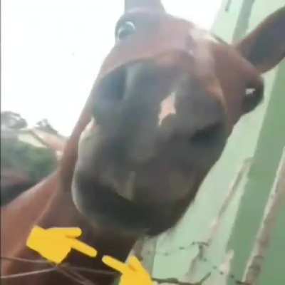 cavalo