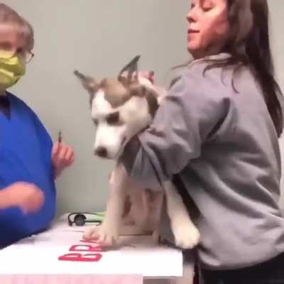 Doggo getting his shot