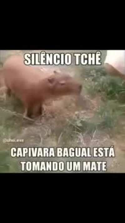 Capibahra tch&ecirc;