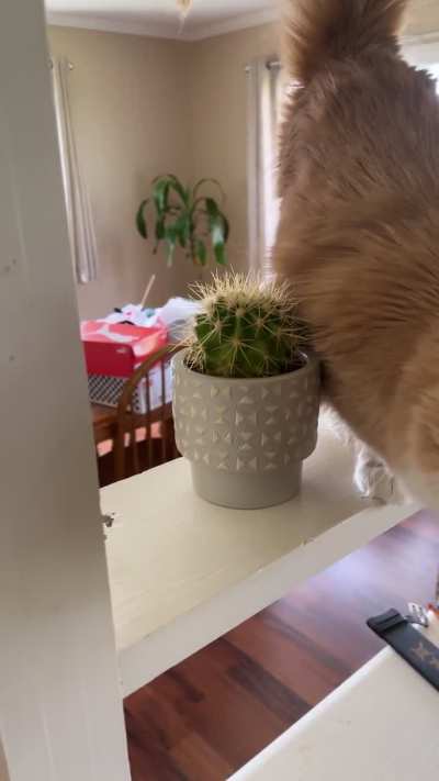 What can I say&hellip;cats😭