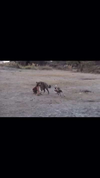 Lone African Wild Dog Attempts to Stop a Spotted Hyena From Stealing it&rsquo;s Kill