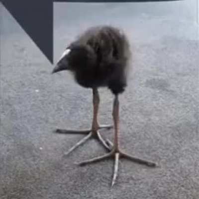 Birb