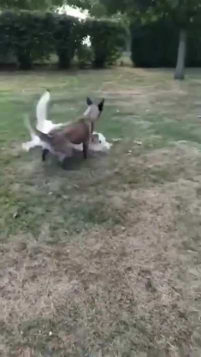 Barkour