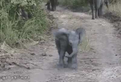 Guess, that is a good morning in elephant language