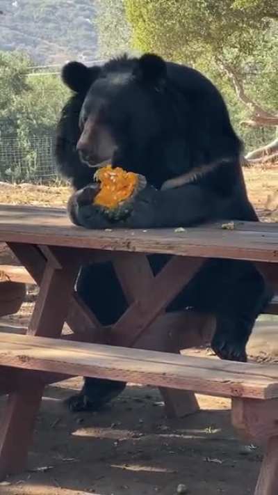 Just a bear eating his lunch that is all