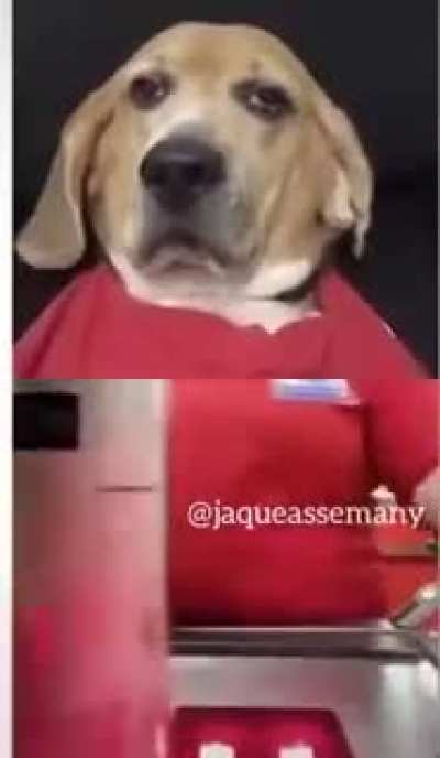 Cashier dog&rsquo;s life