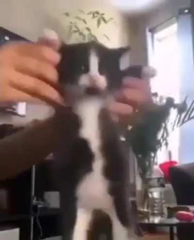 Cat meme 21/600