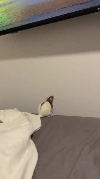 Millie trying her best