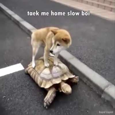 Onward noble steed!