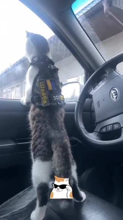 Shayba on a surveillance mission
