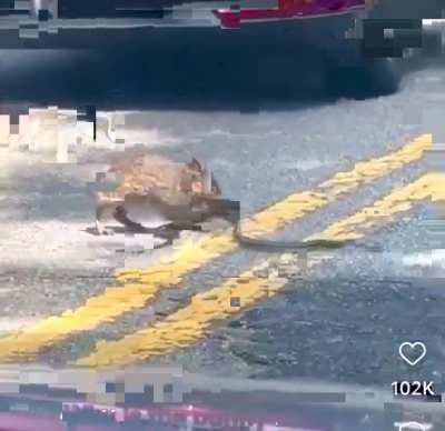Bun VS Snake