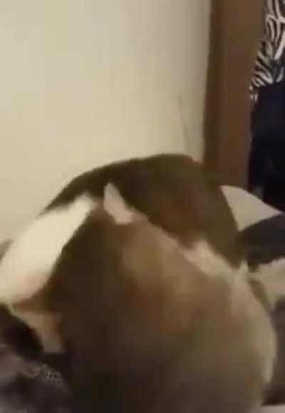 Perfectly cut hiss