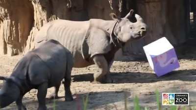 Rhino Birthday Party