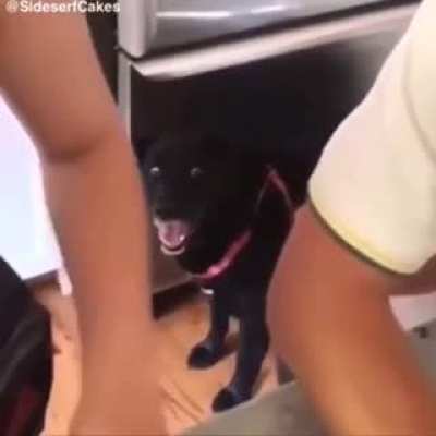 Doggo say whaaat!