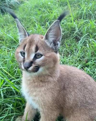 🔥 This caracal flicking its ears