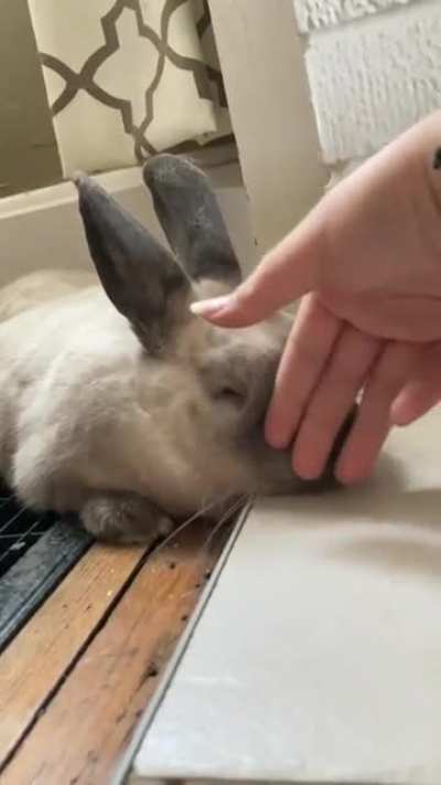 This is Frig, she&rsquo;s never let me pet her for more than a few seconds until today. She laid like this for an hour while I was petting her.