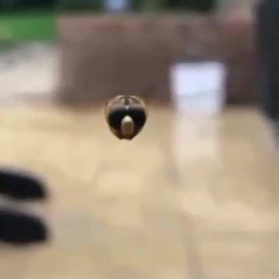 Killer insect blasts through brain of unsuspecting human