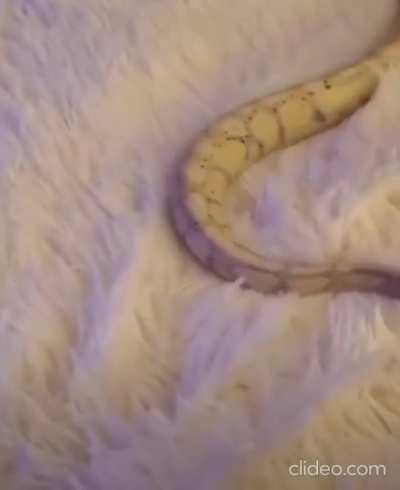 &ldquo;Why aren&rsquo;t I going anywhere?!&rdquo; -the snake, probably.