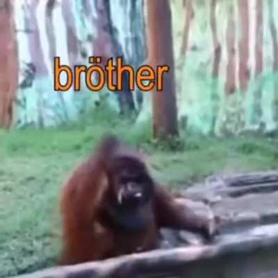 Based Monkey