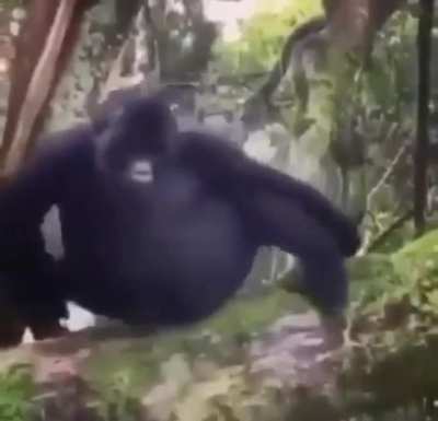 oh no MONKEYYYYYYYY