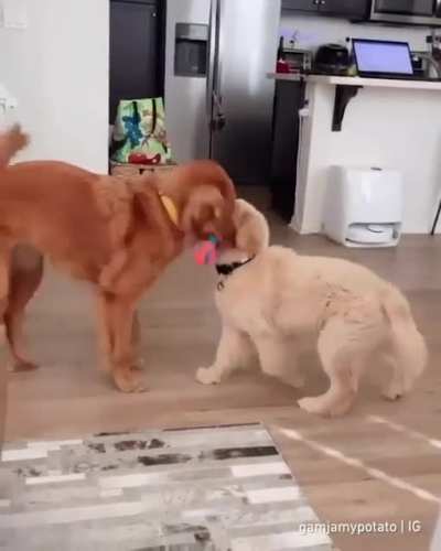 She&rsquo;s born to be a good golden sister