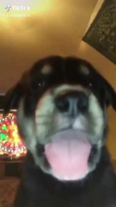 cute doggy