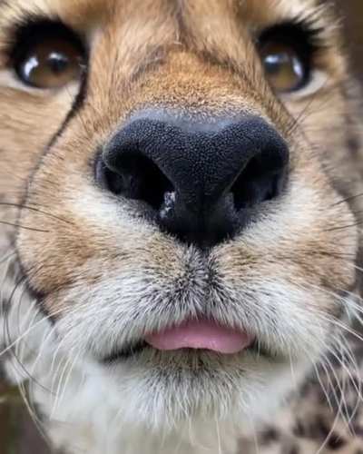 Yet another forbidden boop