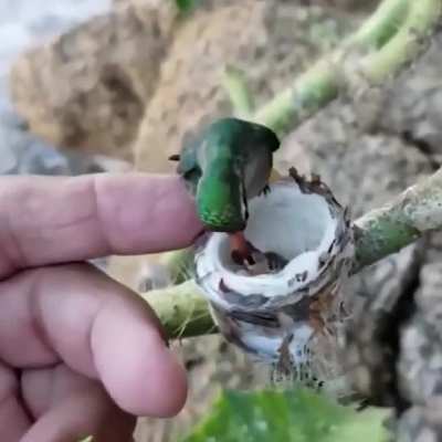 I've never seen this before &eth; the babies are so tiny!