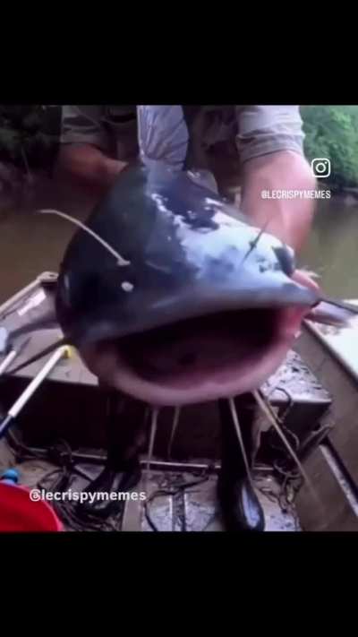 Fish (i made this meme myself)