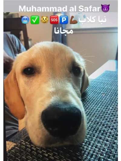 phophecies of neega dog الجنس الحر الحلال 🐷🐷❌🐔🐔✅✅
