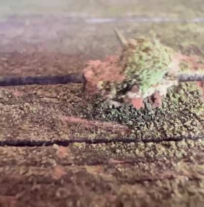What ever will I do to relax? The humble cannabis: