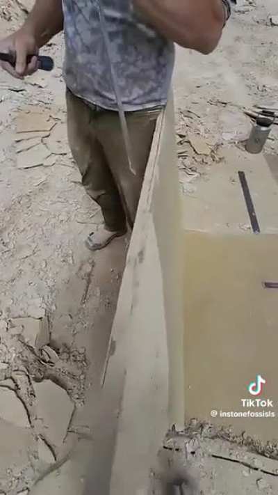 Opening up a fossil