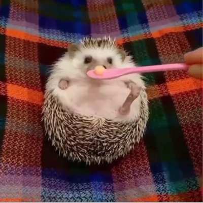 Ёжиковое