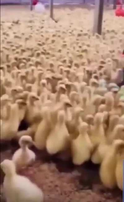 Cute Chicks vibing!