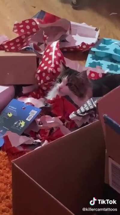 Christmas aftermath-&amp;gt; cat Christmas