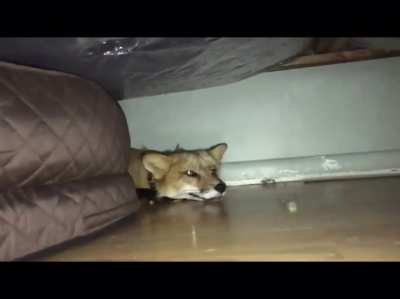fox