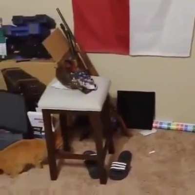Go on kitty