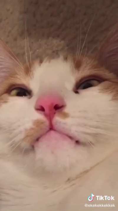 Hopefully this isn&rsquo;t a repost, but here&rsquo;s a chirping compilation I found on tiktok