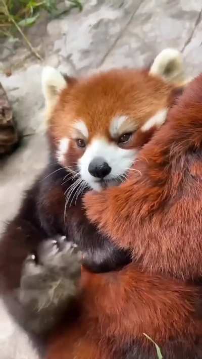 Cute Red Panda