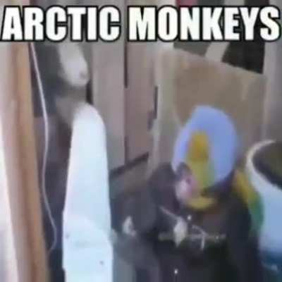 Monos árticos