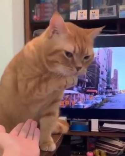 "Better luck next time hooman"