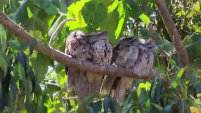 This cute family of Tawny Frogmouths behind our house doesn't mind the strong winds.