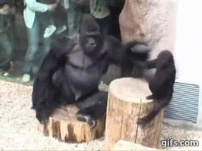 SilVeRBacK GorILLa BruTaLLy KiLLs SoN In CoLd BlooD
